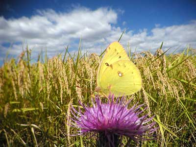秋晴れのモンキチョウ