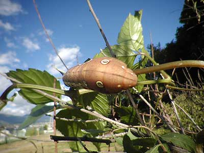 コスズメの幼虫