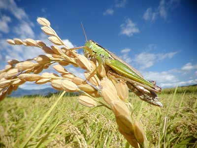 イナゴと稲