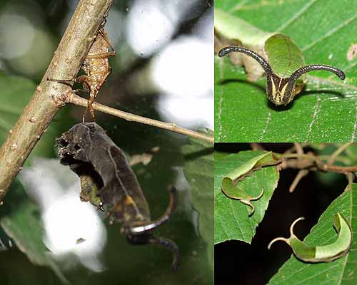 スミナガシの幼虫と捕食者