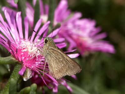 チャバネセセリ