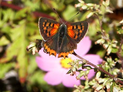 ちょっと変わったベニシジミ