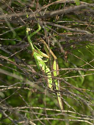 困ってしまったオオカマキリ