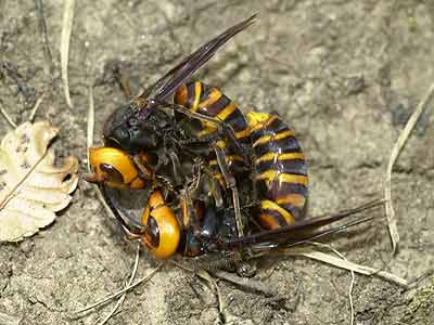 オオスズメバチのけんか