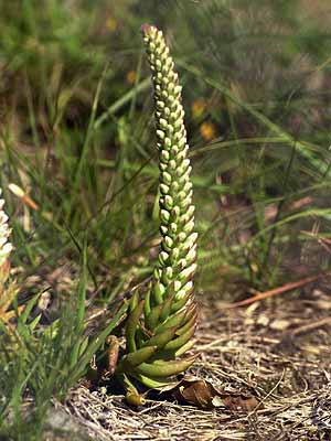 ツメレンゲの花穂