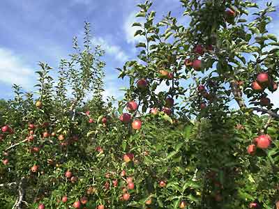 赤く色づいたリンゴ