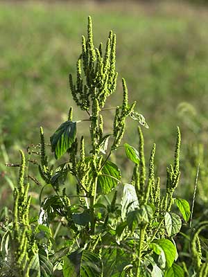 ホソアオゲイトウ