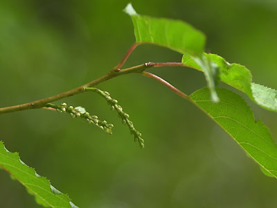 キブシのつぼみ
