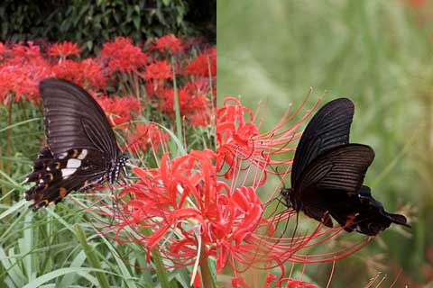 モンキアゲハとクロアゲハ