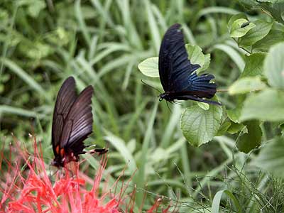 ナガサキアゲハ