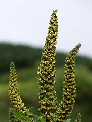 オオブタクサの花粉