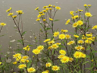 季節はずれのカセンソウ