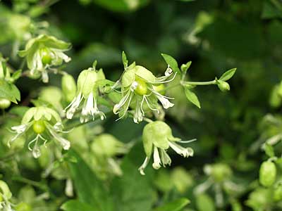 ナンバンハコベ