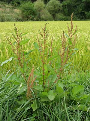 エゾノギシギシ