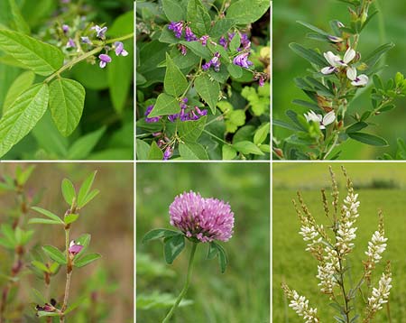 マメ科植物の花6種