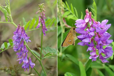 クサフジとツルフジバカマ