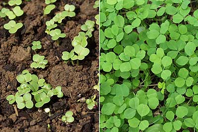 レンゲとナノハナの芽生え
