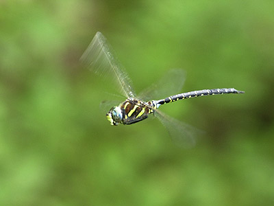 ルリボシヤンマの飛翔