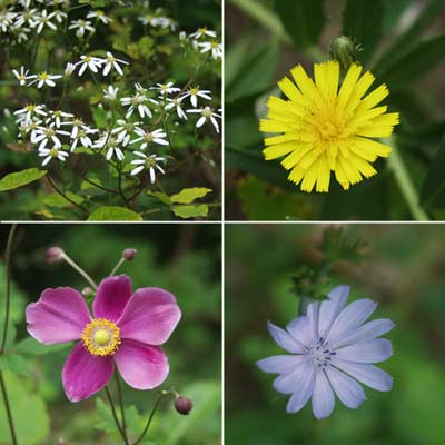 庭のキク科植物