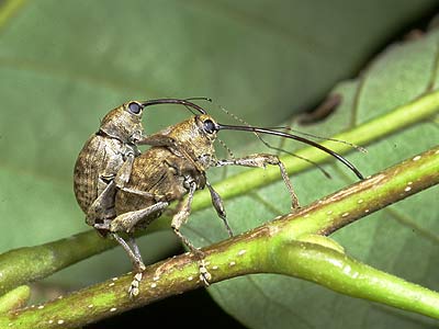 クリシギゾウムシ