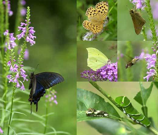 今日のバタフラライガーデン