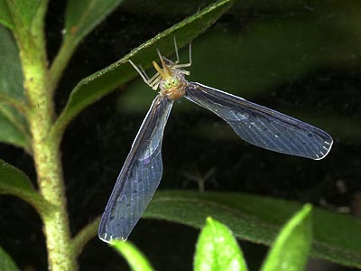 ハネナガウンカ