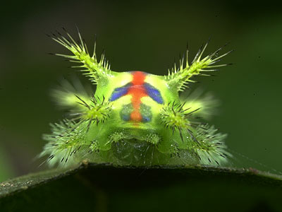 クロシタアオイラガの幼虫