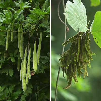 フジの実とクズの実