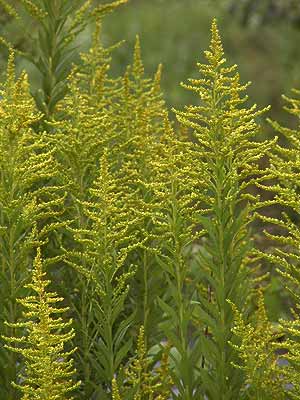 セイタカアワダチソウ