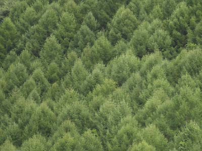 カラマツ林の変化