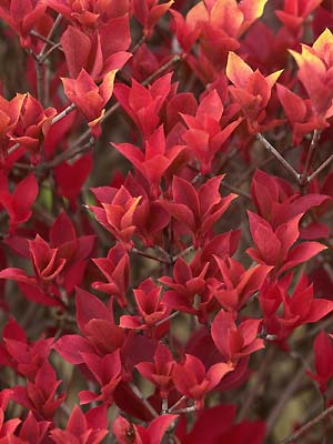 ドウダンツツジの紅葉