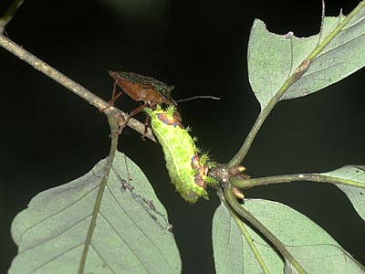 アオクチブトカメムシ