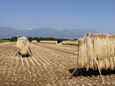 稲刈りの終わった田