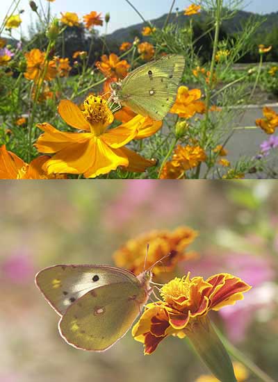 モンキチョウのオスとメス