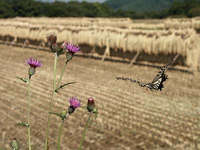 ボロボロのアゲハ