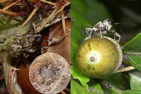 クリシギゾウとコナラシギゾウ