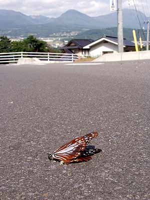 あるアサギマダラの死