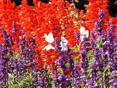 モンシロチョウがいっぱい