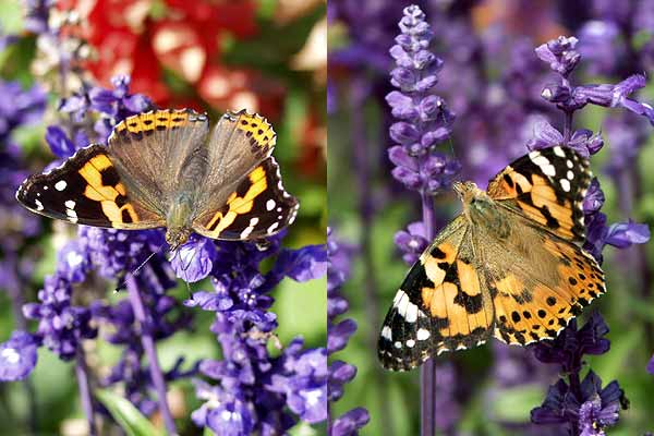 アカタテハとヒメアカタテハ
