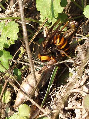 カマキリを襲ったスズメバチ