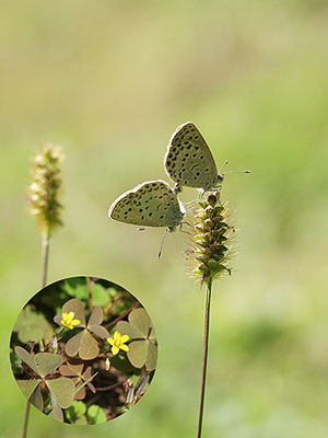 ヤマトシジミの交尾