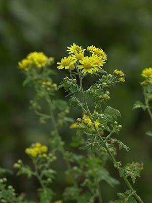 アワコガネギク