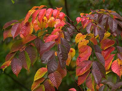 ヤマウルシの紅葉