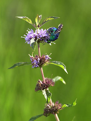 ハッカで吸蜜するセイボウ