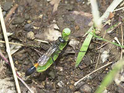 イモムシを運ぶジガバチ