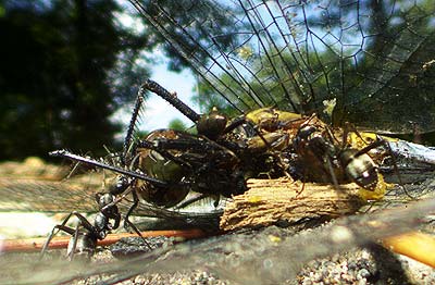トンボを引くクロヤマアリ