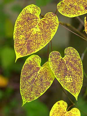 色づいたイケマ