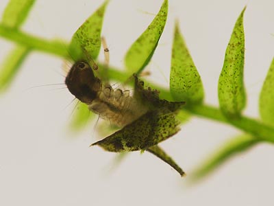 謎の幼虫のその後