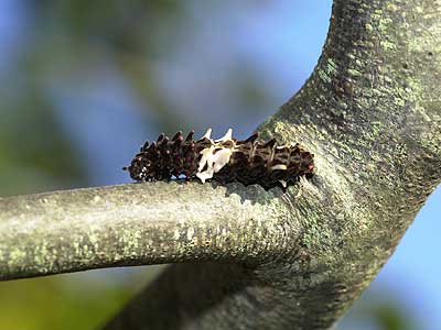 ジャコウアゲハの幼虫