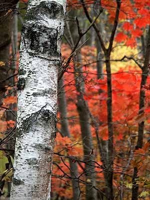 シラカバの白い幹